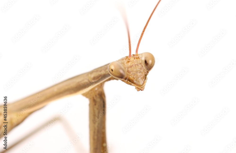 European mantis, mantis religiosa isolated on white background, subspecies - Mantis religiosa macedonica 