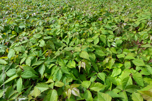 Field with Toxicodendron radicans, commonly known as eastern poison ivy, grown for and used as homeopathic medicine  photo