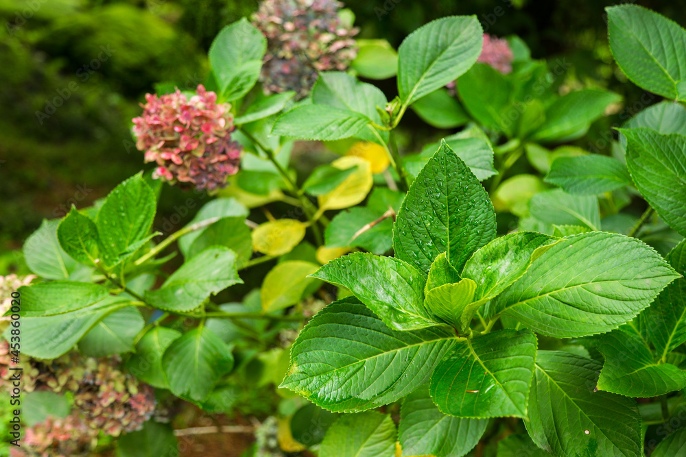 blue hydrangea flower, blue and purple, blue hydrangea flower in garden blue hydrangea flower, blue and purple, blue hydrangea flower in garden