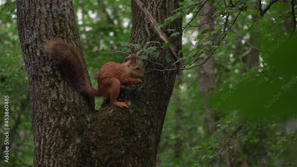 A wild squirrel in the forest is sitting on a tree and eating something. A look from behind the leaves. The effect of spying on animals. Wildlife with the inhabitants of the forest A wild squirrel in the forest is sitting on a tree and eating something. A look from behind the leaves. The effect of spying on animals. Wildlife with the inhabitants of the forest