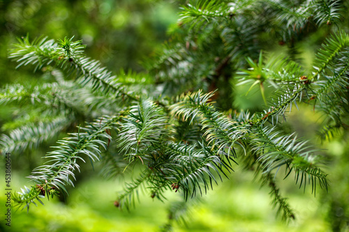branches of a pine, coniferous trees photo