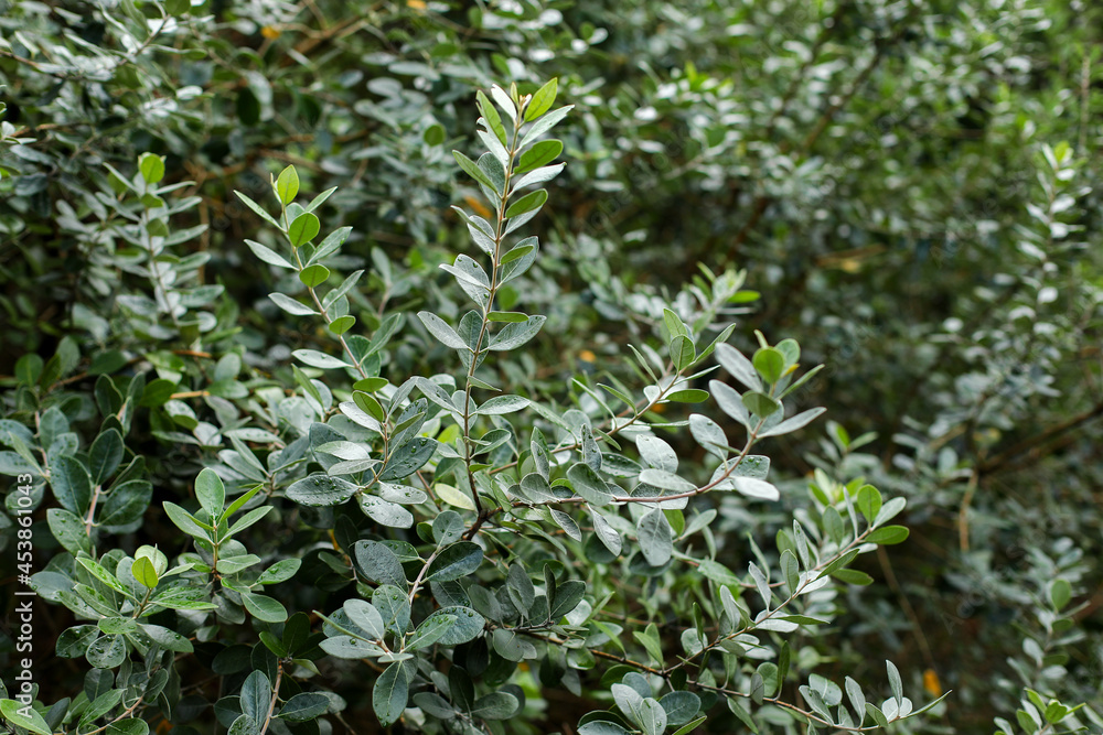 leaves background, close up of green leaves leaves background, close up of green leaves