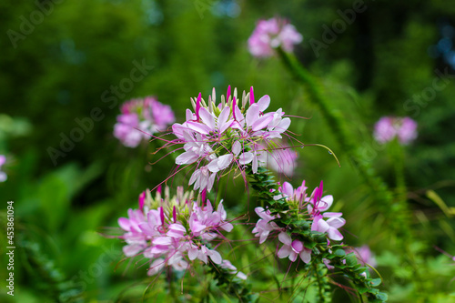 pink flowers in the meadow, Capparaceae flower in a tropical garden