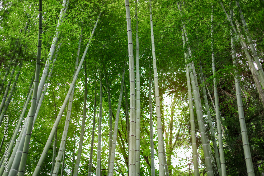 bamboo forest in the morning, green bamboo forest, bamboo forest background