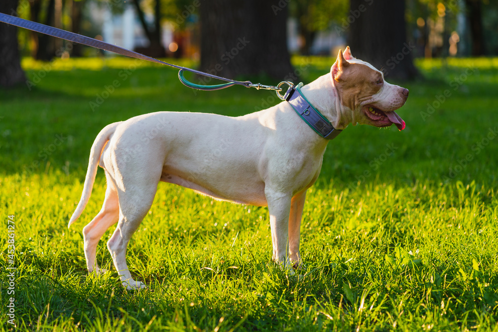 White young american pitbull terrier with open mouth and tongue out on leash standing still on grass in park and looking away from camera. Charming puppy on walk with anonymous owner at sunlight White young american pitbull terrier with open mouth and tongue out on leash standing still on grass in park and looking away from camera. Charming puppy on walk with anonymous owner at sunlight
