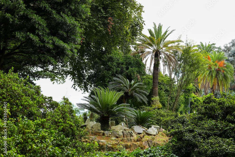 palm trees in the park, palm trees in the garden