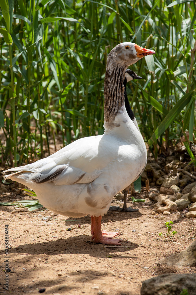 Fototapeta premium pato
