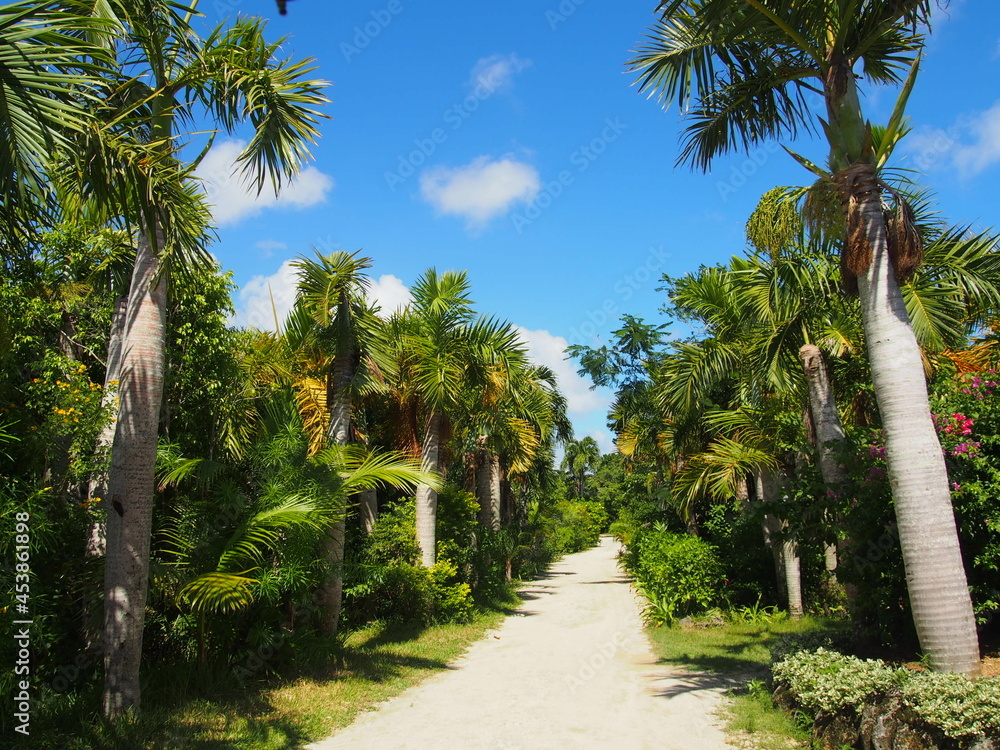 Obraz premium palm trees