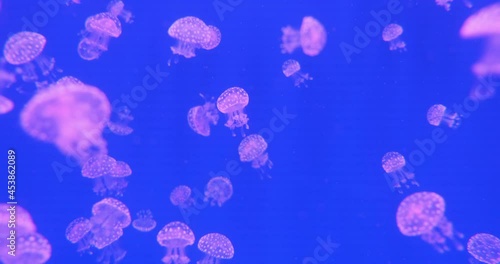 many small pink papuan jellyfish (Mastigias papua) swimming in blue water. slow motion