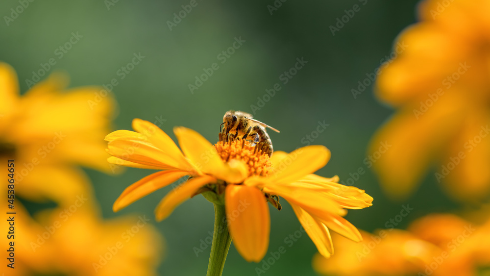 .Bee and flower. Close up of a large striped bee collecting pollen on a yellow flower on a Sunny bright day, macro .Bee and flower. Close up of a large striped bee collecting pollen on a yellow flower on a Sunny bright day, macro