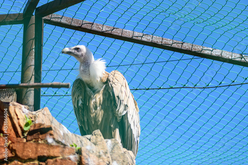 Bird vulture in the zoo in a cage (Gyps). Animals in captivity photo