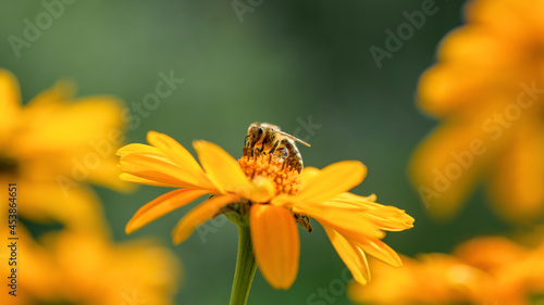 .Bee and flower. Close up of a large striped bee collecting pollen on a yellow flower on a Sunny bright day, macro