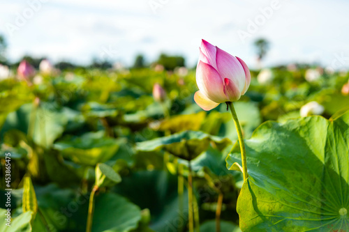 Fototapeta Naklejka Na Ścianę i Meble -  beautiful pink lotus flower on green blur background of lotus field