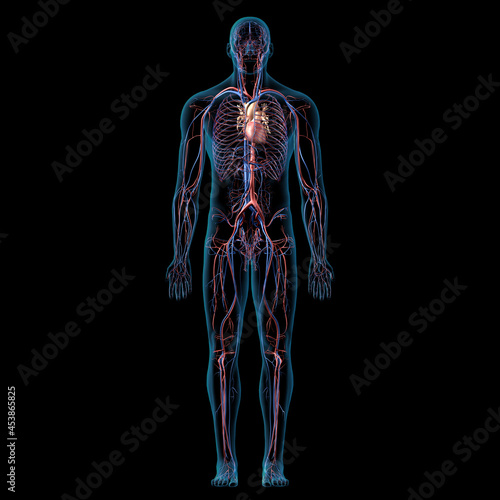 Circulatory System Full Body Anatomy Front View on Black Background