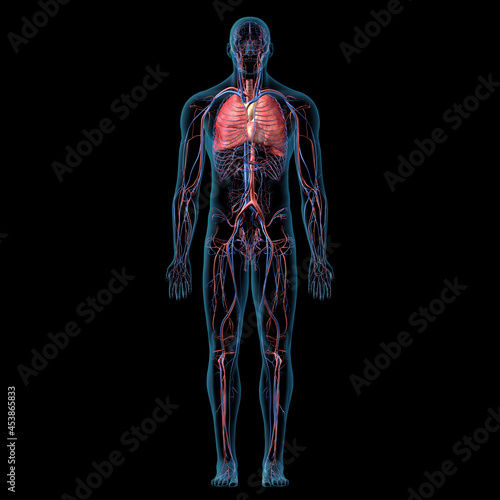 Cardiopulmonary System Full Body Anatomy Front View on Black Background