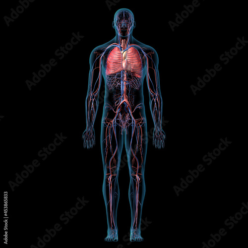Cardiopulmonary System Full Body Anatomy Front View on Black Background photo