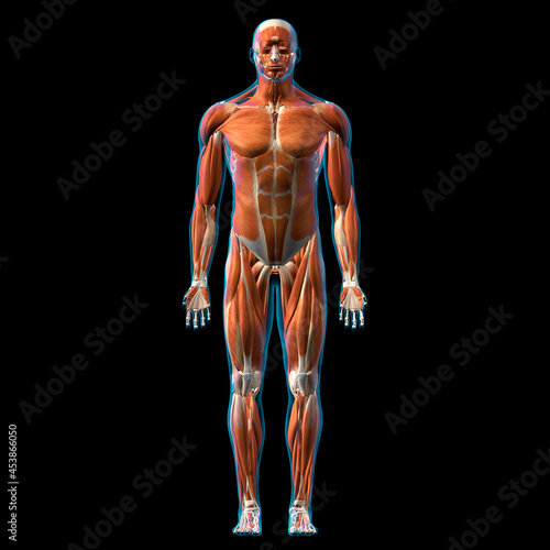 Male Full Body Muscle and Connective Tissue Anatomy, Front View on Black Background