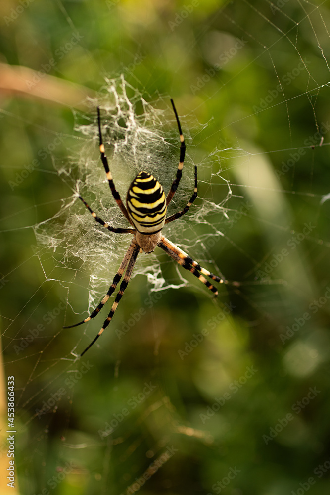 A poisonous agriope spider sits on a web. A poisonous agriope spider sits on a web.