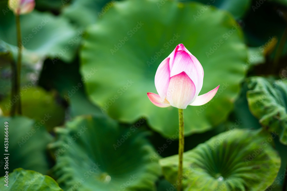 beautiful pink lotus flower on green blur background of lotus field