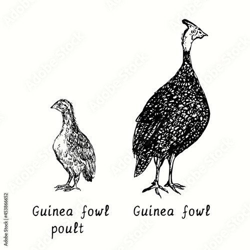 Guinea fowl with poult. Ink black and white doodle drawing in woodcut style illustration