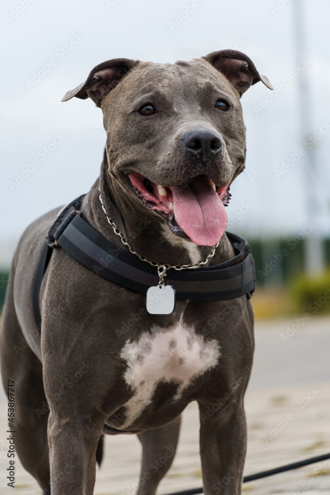 Pit bull dog walking in Barra da Tijuca park, Rio de Janeiro. Cement floor, some gymnasiums and trees around. Cloudy day. Selective focus. Pit bull dog walking in Barra da Tijuca park, Rio de Janeiro. Cement floor, some gymnasiums and trees around. Cloudy day. Selective focus.