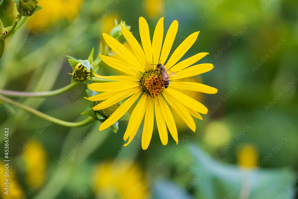 Bee collecting pollen on yellow flower Bee collecting pollen on yellow flower