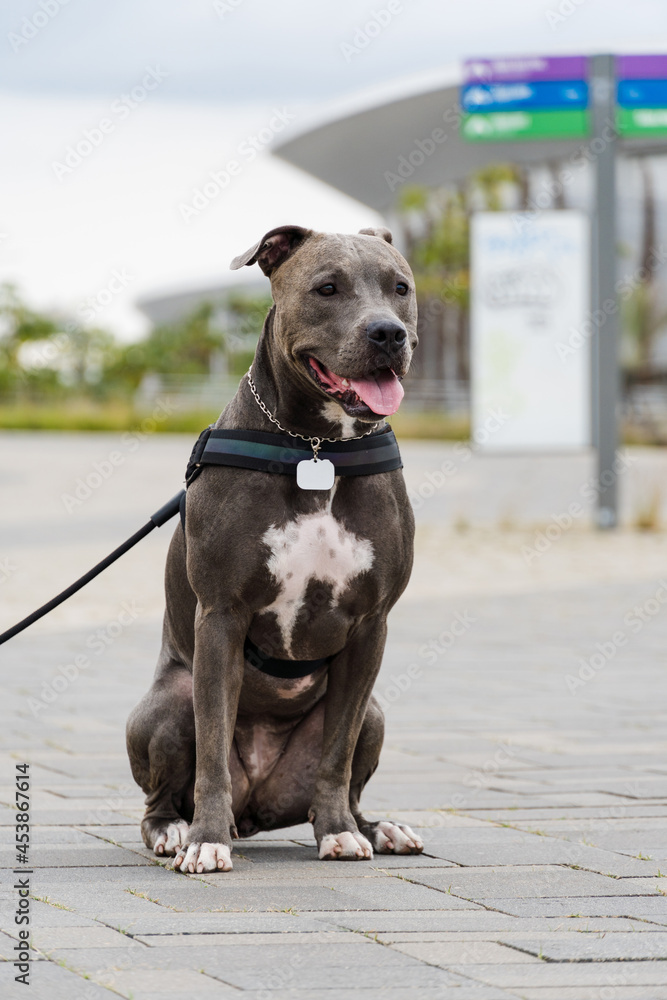 Pit bull dog walking in Barra da Tijuca park, Rio de Janeiro. Cement floor, some gymnasiums and trees around. Cloudy day. Selective focus. Pit bull dog walking in Barra da Tijuca park, Rio de Janeiro. Cement floor, some gymnasiums and trees around. Cloudy day. Selective focus.