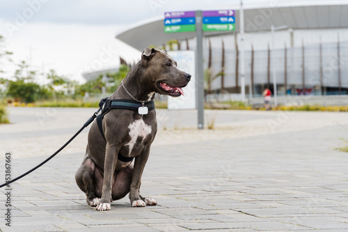 Pit bull dog walking in Barra da Tijuca park, Rio de Janeiro. Cement floor, some gymnasiums and trees around. Cloudy day. Selective focus. photo