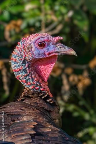 close up of turkey in the Minnesota wildlife