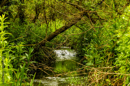 Small river among the vegetation in the town of Banyeres de Mariola  Vinalop   river.