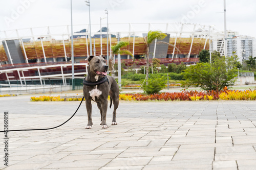 Pit bull dog walking in Barra da Tijuca park, Rio de Janeiro. Cement floor, some gymnasiums and trees around. Cloudy day. Selective focus. photo