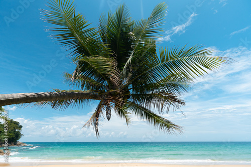 palms on island blue sky and clouds background.photo frame coconut trees on beach.