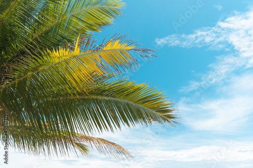 palms on island blue sky and clouds background.photo frame coconut trees on beach. © loveyousomuch