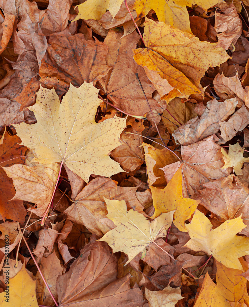 Colorful autumn fall leaves top view background