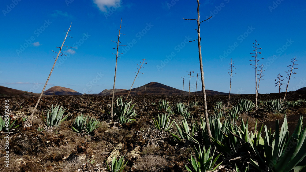 Agave, Pflanzen in vulkanischer Landschaft, Aloe Agave, Pflanzen in vulkanischer Landschaft, Aloe