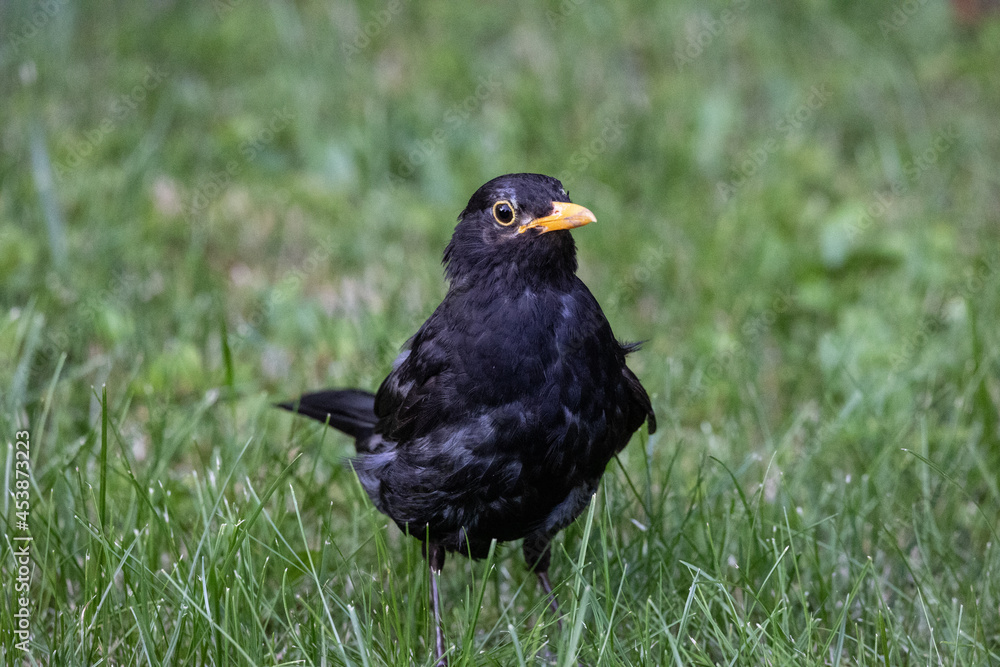 Amsel-Mann Amsel-Mann