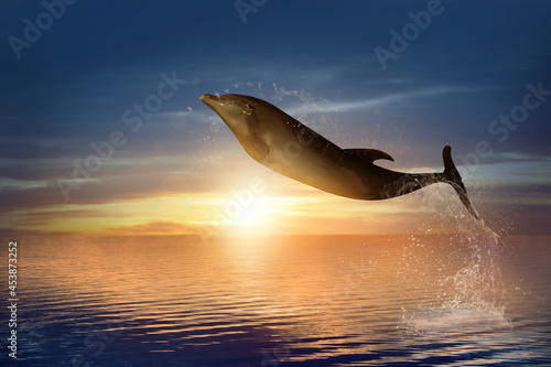 Beautiful bottlenose dolphin jumping out of sea at sunset © New Africa