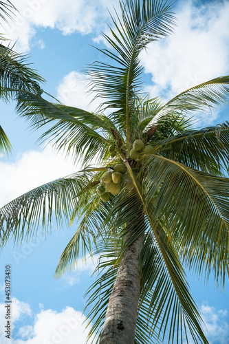 Coconut palm trees with blue sky on summer nature scene.Bottom view of palm trees tropical islands. © loveyousomuch