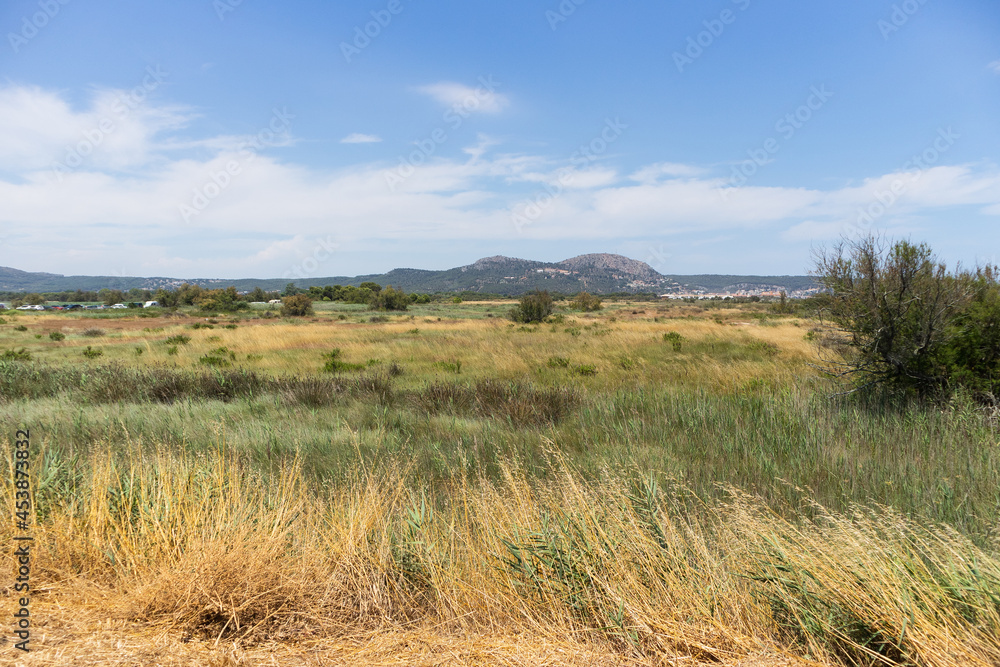 Landscape of a grass field and plants and a view of the castle of Montgrí, in the city of Estartit in Catalonia, Spain