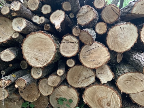Wooden logs in pile. Firewood stacked. Sawed tree trunk. Cut tree slice cross section texture. Wood forest pattern background. 