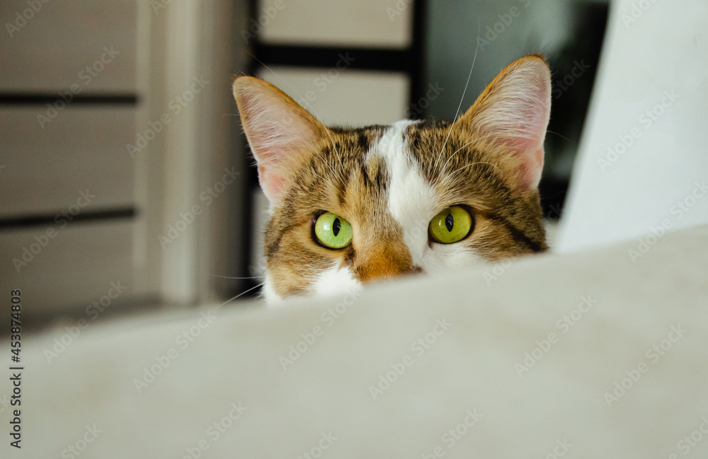 one cat looks and follows large and green eyes into the lens. funny cat. cat observer.