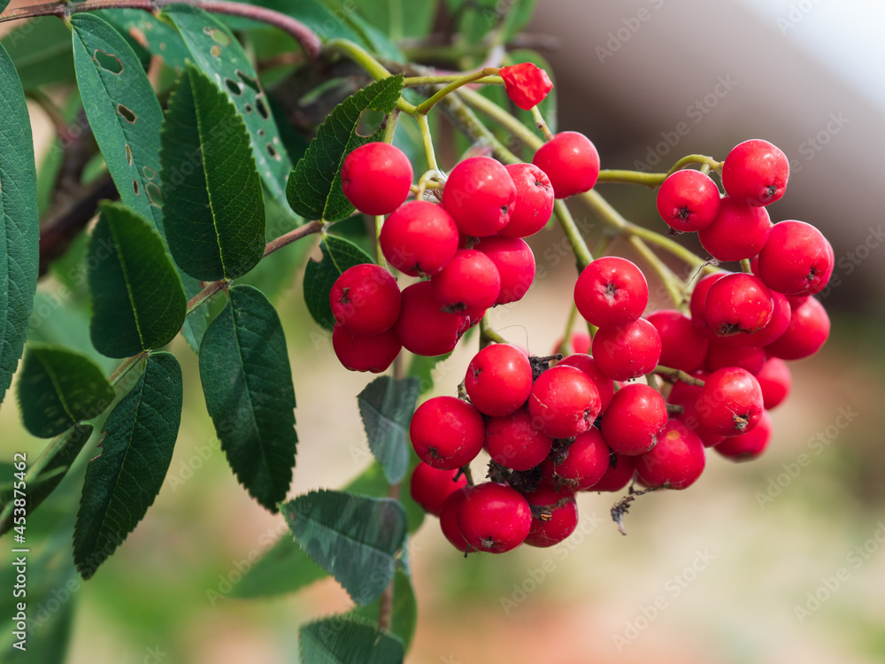 red berries on a bush red berries on a bush