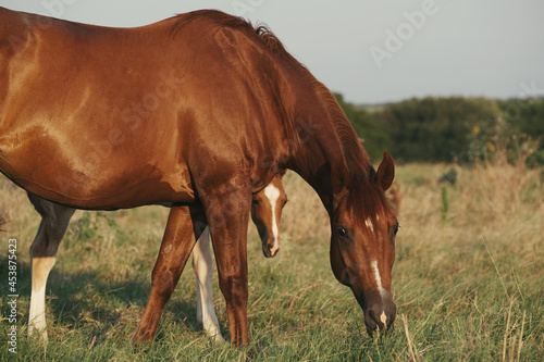 Fototapeta Naklejka Na Ścianę i Meble -  Quarter horses in Texas summer field grazing shows mare with foal close up on ranch.