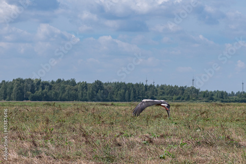 A white stork flies low over an autumn field.