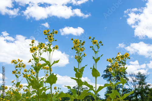 Fototapeta Naklejka Na Ścianę i Meble -  Tall sunflowers with blue sky and white clouds in background
