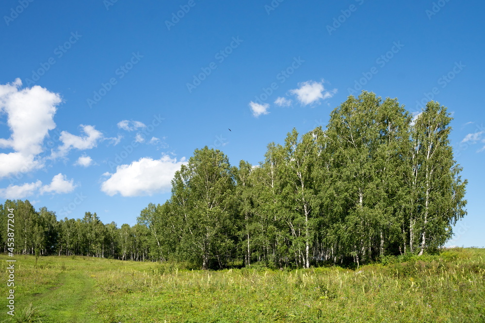 A group of Russian birches stands at the edge of the forest on a sunny summer day.