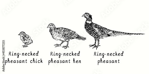 Ring-necked pheasant rooster, hen and chick side view. Ink black and white doodle drawing in woodcut style illustration