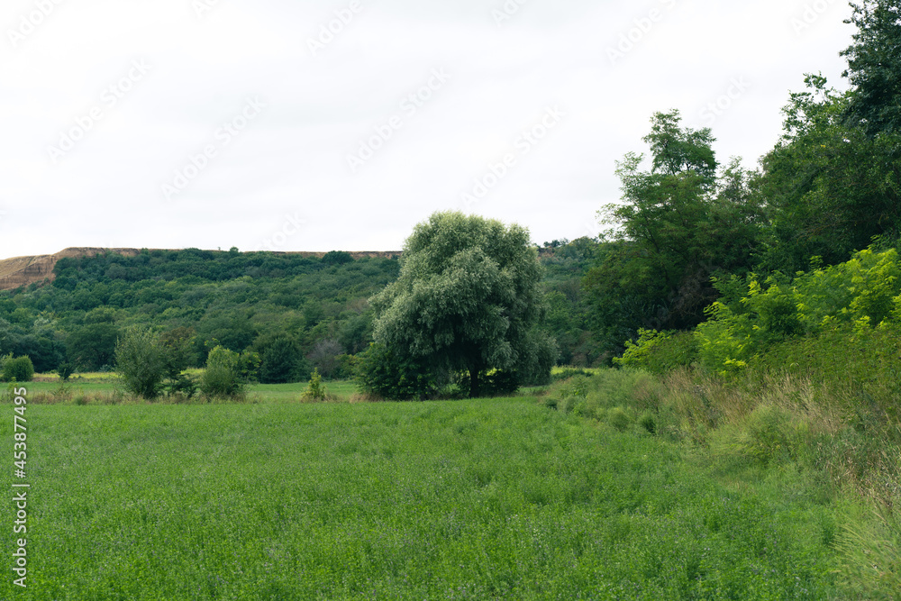 Landscape of a lonely tree next to a hill surrounded by greenery Landscape of a lonely tree next to a hill surrounded by greenery