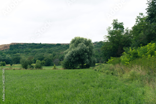 Landscape of a lonely tree next to a hill surrounded by greenery