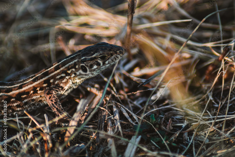 Naklejka premium lizard on the grass